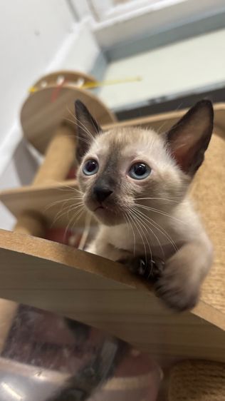 แมววิเชียรมาศแท้ รูปที่ 8