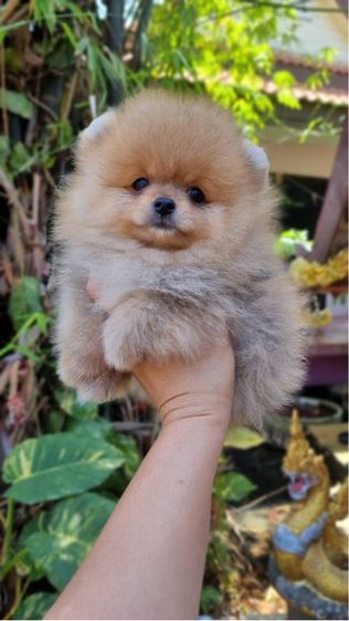 ปอมมมมมม รูปที่ 4