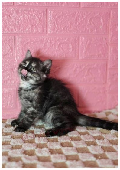 แมว ส ก็ อ ต ติ ช โฟ ล ด์ ราคาแบ่งเลี้ยง รูปที่ 5