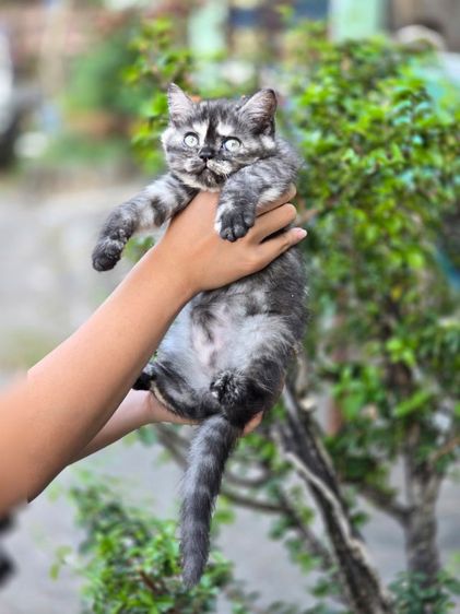 แมว ส ก็ อ ต ติ ช โฟ ล ด์ ราคาแบ่งเลี้ยง รูปที่ 9