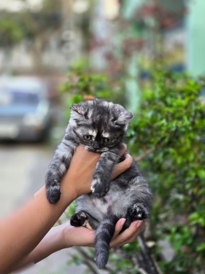 แมว ส ก็ อ ต ติ ช โฟ ล ด์ ราคาแบ่งเลี้ยง รูปที่ 8