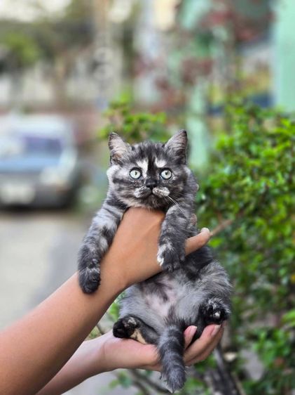 สก็อตติช โฟลด์ (Scottish Fold) แมว ส ก็ อ ต ติ ช โฟ ล ด์ ราคาแบ่งเลี้ยง