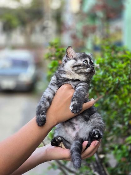 แมว ส ก็ อ ต ติ ช โฟ ล ด์ ราคาแบ่งเลี้ยง รูปที่ 6