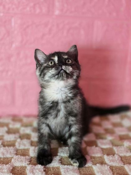 แมว ส ก็ อ ต ติ ช โฟ ล ด์ ราคาแบ่งเลี้ยง รูปที่ 2