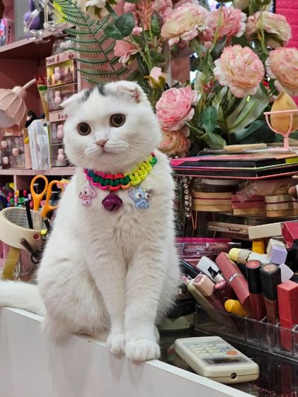 แมว ส ก็ อ ต ติ ช โฟ ล ด์ ราคาแบ่งเลี้ยง รูปที่ 13