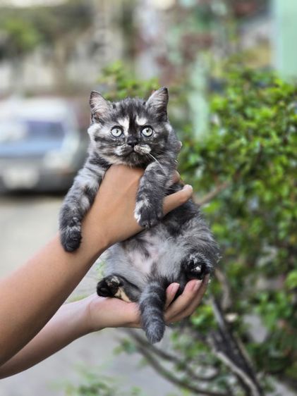 แมว ส ก็ อ ต ติ ช โฟ ล ด์ ราคาแบ่งเลี้ยง รูปที่ 11