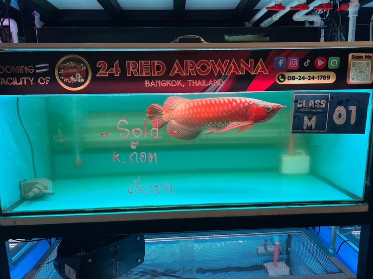 24 Red Arowana ปลามังกรนำเข้าแดงอินโด ทองมาเลย์ จัดส่งทั่วประเทศ มีใบอนุญาติถูกต้อง  รูปที่ 4
