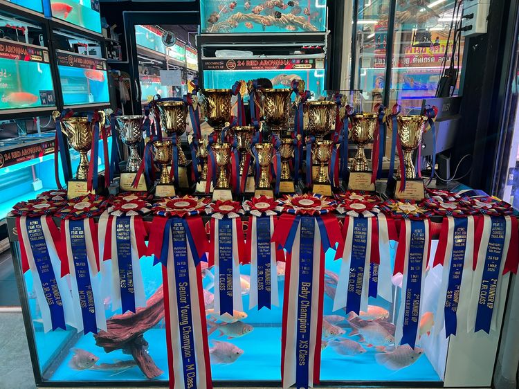 24 Red Arowana ปลามังกรนำเข้าแดงอินโด ทองมาเลย์ จัดส่งทั่วประเทศ มีใบอนุญาติถูกต้อง  รูปที่ 3