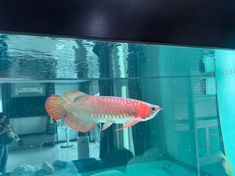 อื่นๆ 24 Red Arowana ปลามังกรนำเข้าแดงอินโด ทองมาเลย์ จัดส่งทั่วประเทศ มีใบอนุญาติถูกต้อง 