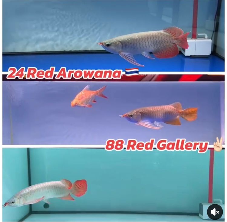 24 Red Arowana ปลามังกรนำเข้าแดงอินโด ทองมาเลย์ จัดส่งทั่วประเทศ มีใบอนุญาติถูกต้อง  รูปที่ 6