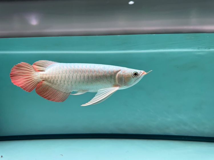 24 Red Arowana ปลามังกรนำเข้าแดงอินโด ทองมาเลย์ จัดส่งทั่วประเทศ มีใบอนุญาติถูกต้อง  รูปที่ 2