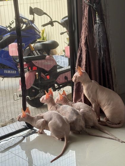 แมวสฟิงซ์ รูปที่ 5