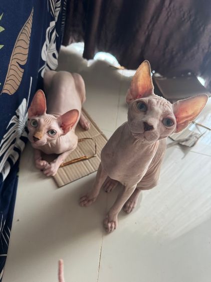 สฟิงซ์ (Sphynx) แมวสฟิงซ์