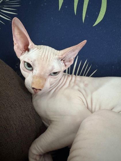 แมวสฟิงซ์ รูปที่ 4