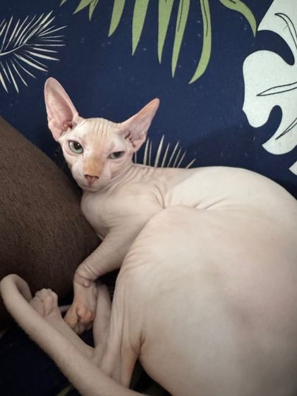 แมวสฟิงซ์ รูปที่ 3