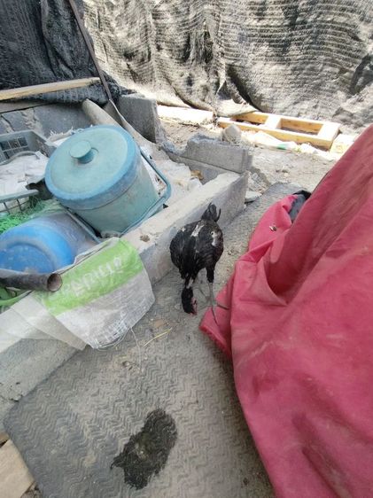 ขายพม่าแข้งหน้า รูปที่ 3