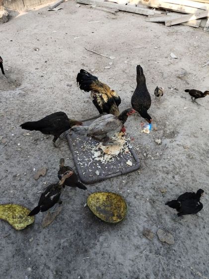 ขายพม่าแข้งหน้า รูปที่ 2