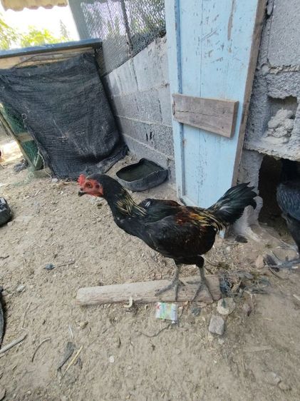 ขายพม่าแข้งหน้า รูปที่ 5