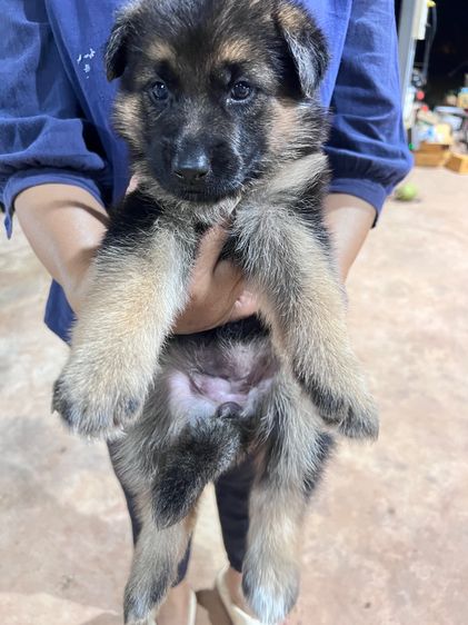 สุนัขพันธุ์เยอรมันเชพเพิร์ด รูปที่ 3