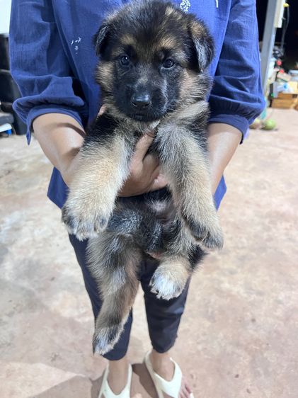 สุนัขพันธุ์เยอรมันเชพเพิร์ด รูปที่ 2