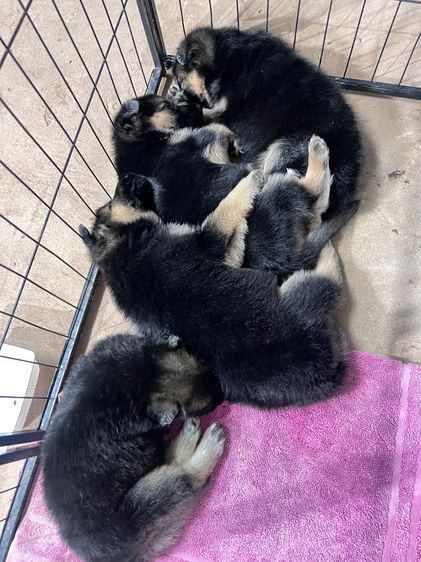 สุนัขพันธุ์เยอรมันเชพเพิร์ด