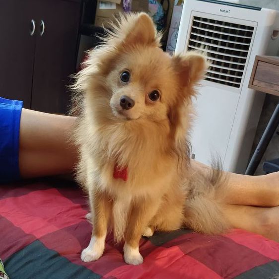 ปอมชิน่ารักขี้เล่นไม่ดุ30มีนา69อายุครบ1ปีค่ะตัวผู้ค่ะ รูปที่ 2