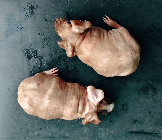 หนูฮิปโปอายุ 2 เดือน รูปที่ 2