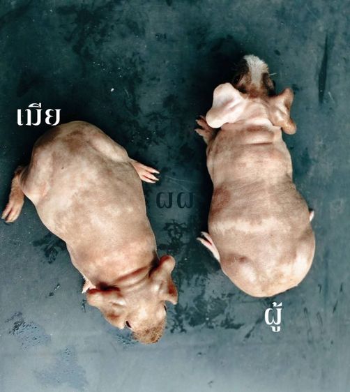 หนูฮิปโปอายุ 2 เดือน