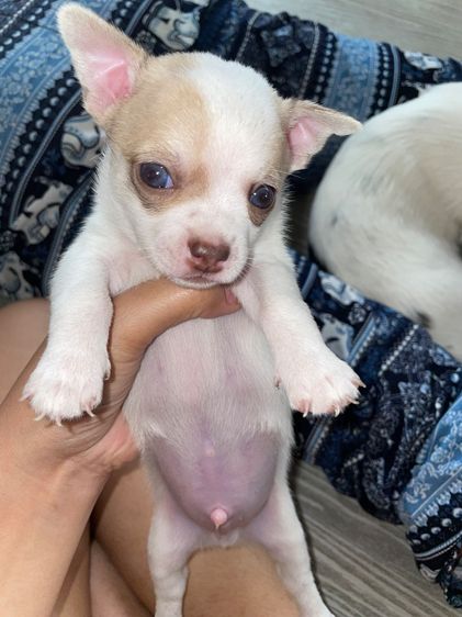 ชิวาวา (Chihuahua) เล็ก สุนัข