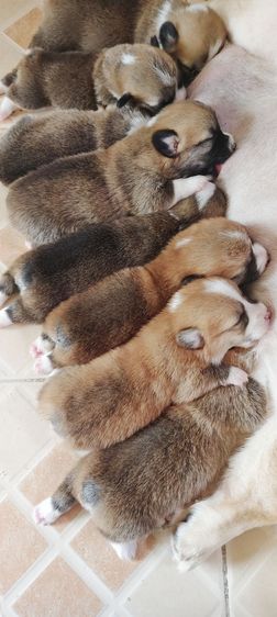 ลูกคอร์กี้  ชุดใหม่มาแล้วครับ รูปที่ 2