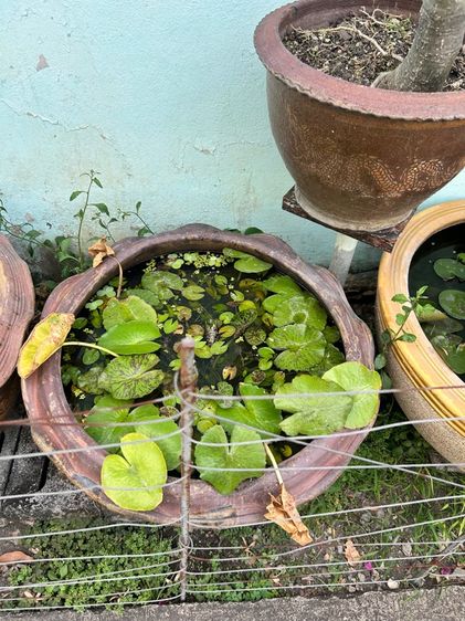 กระถามปลูกบัว รูปที่ 4