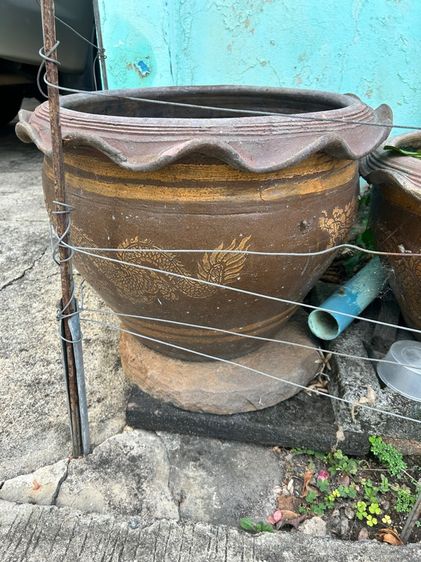 กระถามปลูกบัว รูปที่ 9