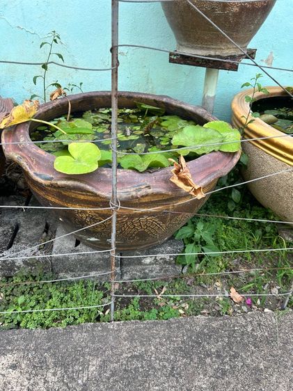 กระถามปลูกบัว รูปที่ 5