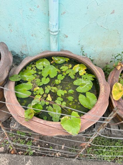 กระถามปลูกบัว รูปที่ 6