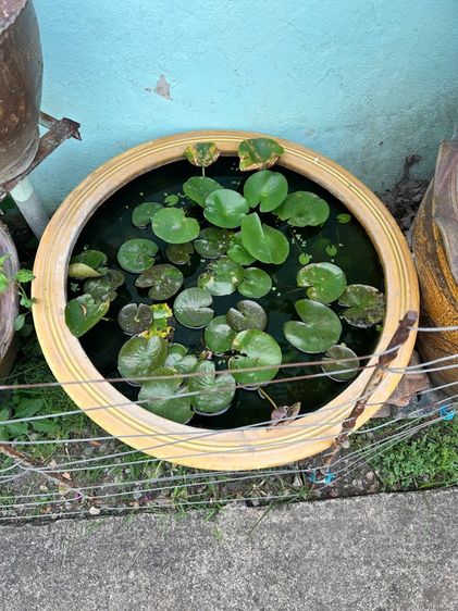 กระถามปลูกบัว รูปที่ 2