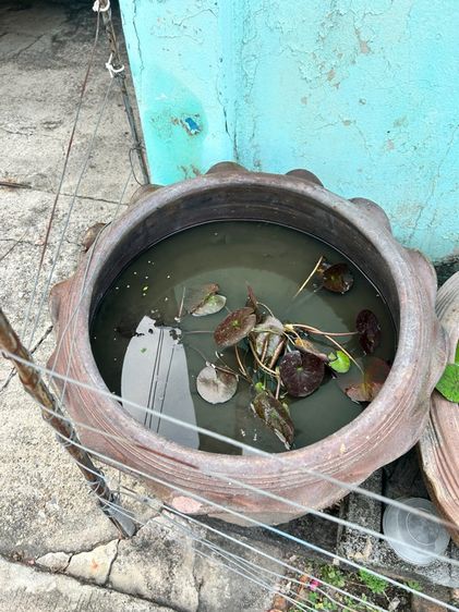 กระถามปลูกบัว รูปที่ 8