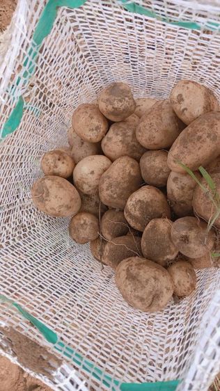 มันฝรั่ง