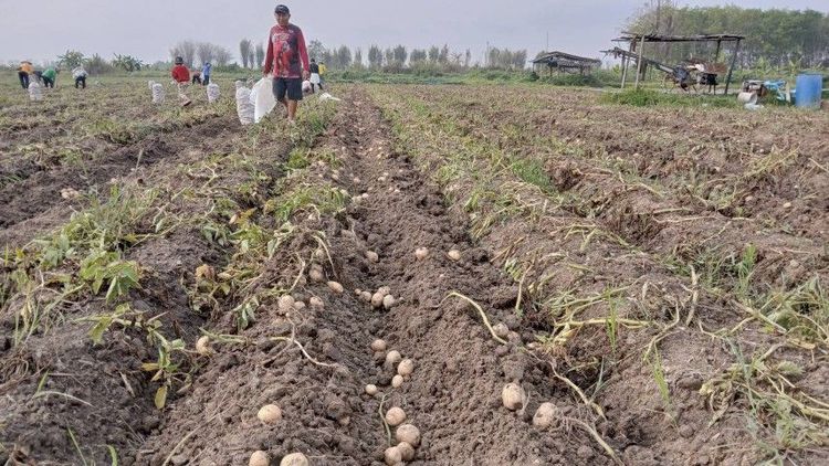 มันฝรั่ง รูปที่ 2