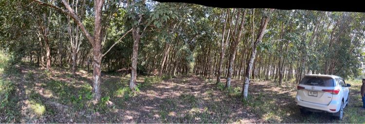 ที่ดินสวนยางพารา30ไร่ จังหวัดเชียงราย