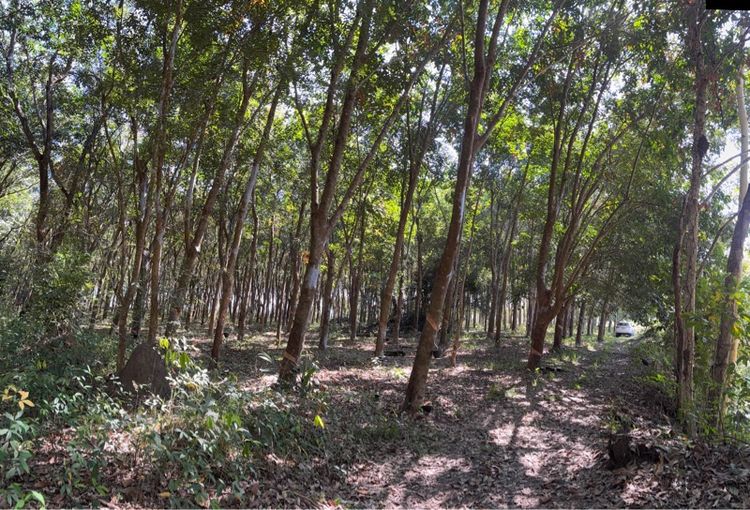 ที่ดินสวนยางพารา30ไร่ จังหวัดเชียงราย รูปที่ 3