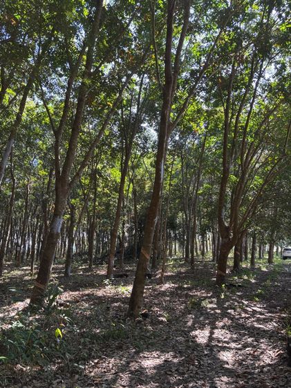 ที่ดินสวนยางพารา30ไร่ จังหวัดเชียงราย รูปที่ 4