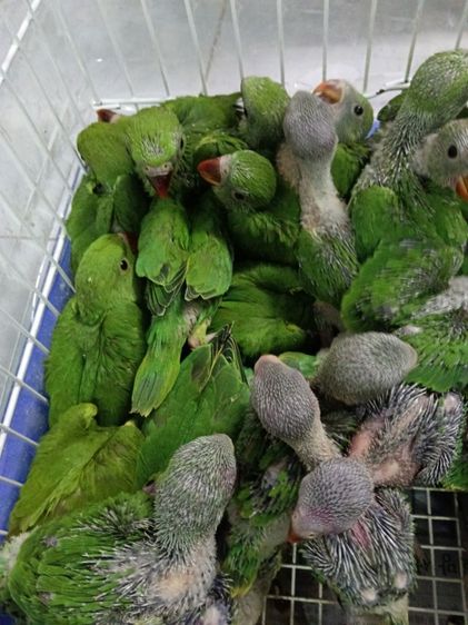 ลูกป้อนนกแก้วริงเน็คเขียว
สอนพูดได้ ตัวละ1000

นกอยู่ กรุงเทพ พระราม3
สนใจโทร 0955274909
ส่งทุกจังหวัด ค่าส่งตามจริง รูปที่ 2