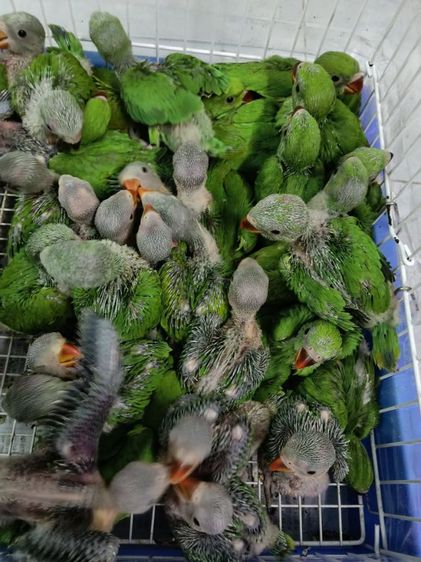 ลูกป้อนนกแก้วริงเน็คเขียว
สอนพูดได้ ตัวละ1000

นกอยู่ กรุงเทพ พระราม3
สนใจโทร 0955274909
ส่งทุกจังหวัด ค่าส่งตามจริง