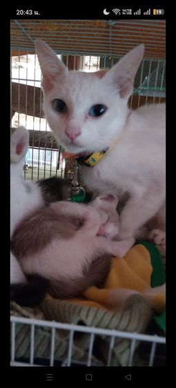 แมวเด็กน่ารัก รูปที่ 10