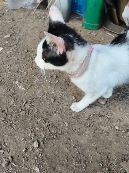 แมวเด็กน่ารัก รูปที่ 9