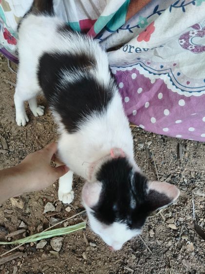 แมวเด็กน่ารัก รูปที่ 5