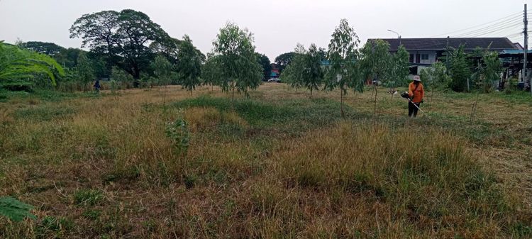 ขาย-เช่าระยะยาว  ที่ดินเปล่าถมแล้ว 4-2-88 ไร่ ( 40 x 199 ม.) พระยาสุเรนทร์ 30 ตรงข้ามหมู่บ้านชัยพฤกษ์ รูปที่ 2