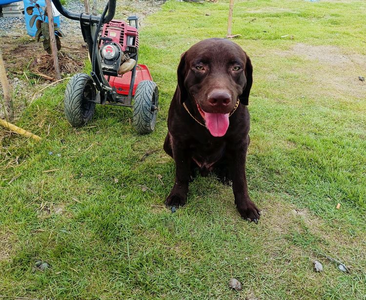 สุนัขลาบราดอร์ รูปที่ 4