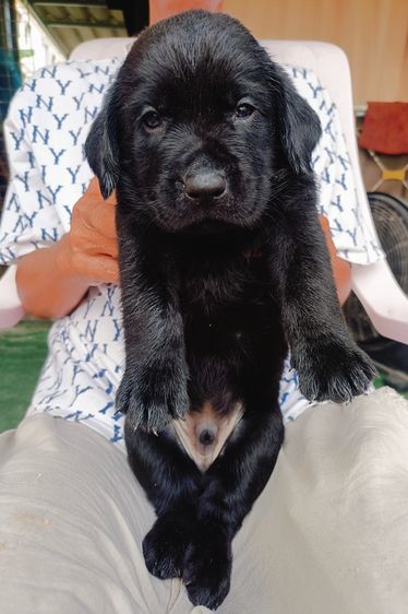 สุนัขลาบราดอร์ รูปที่ 2