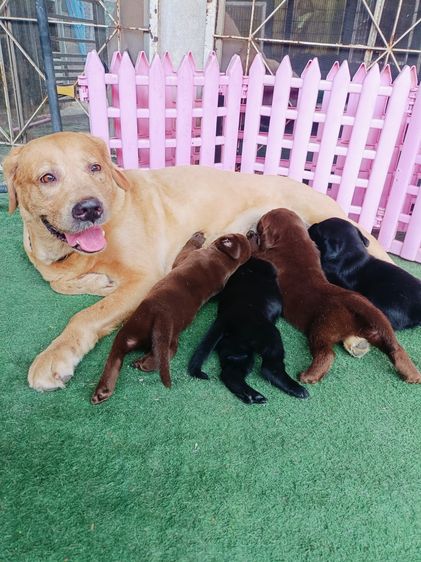 สุนัขลาบราดอร์ รูปที่ 3